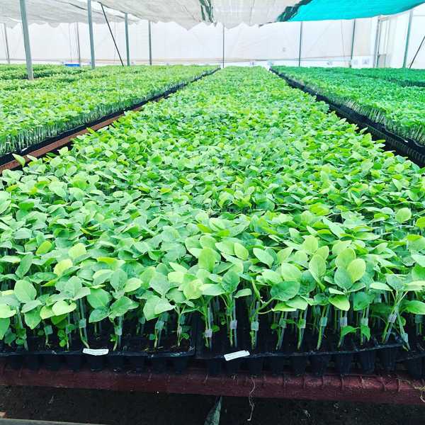 Building a Grafted Seedling Nursery in India: Investment, Cost, and Profit Outlook