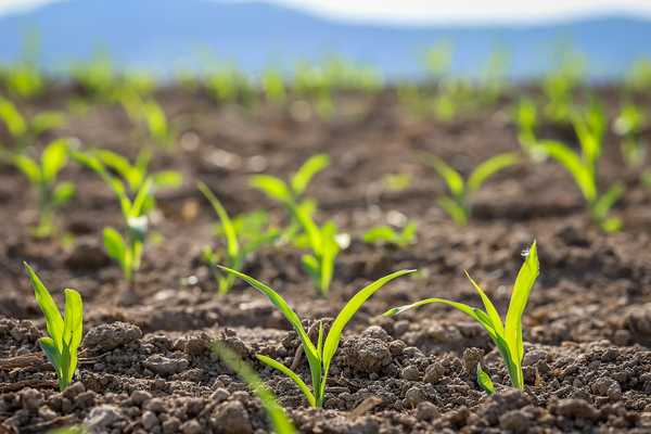 Breaking Barriers: How Scientists Are Making Grafting Possible in Monocots